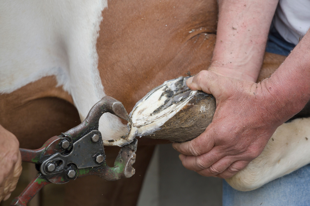 Horse hoof trimming